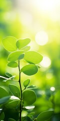 Sticker - bokeh image of green leaves with bright sunlight behind