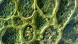 A microscopic image of a stomata accompanied by surrounding epidermal cells showcasing the coordination and collaboration necessary