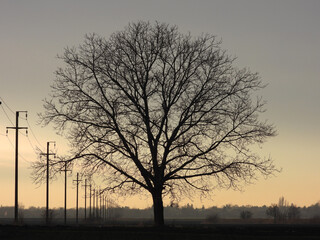 naked walnut tree silhouette at the sunset in rural landscape