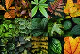 Fototapeta  - Fotocollage von verschiedenen Blättern von Pflanzen 