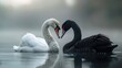 Immerse yourself in the delicate world of shallow water photography, where a White and Black Swan share a moment of tranquility