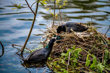 Coot Birds In The Nest On The Lake