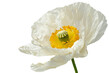 Iceland Poppy Flower's Papery Delicacy On Transparent Background