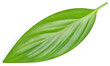 Green leaf isolated. Green leaves on white background with clipping path