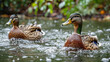 Mallard ducks swimming peacefully in a serene lake setting