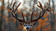 Majestic deer with impressive antlers displays regal presence in nature