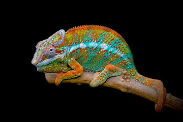 Canvas Print - chameleon on a black background