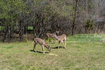 Sticker - Urban Deer Feeding On Corn Provided For Them By Local Citizens In Spring