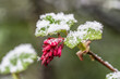 Close up of redflower currant flower and leaves with a little snow in early spring