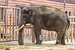  large elephant with tusks in a zoo enclosure
