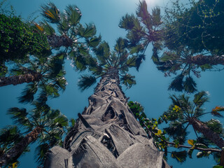 Sticker - Low angle shot of tall palm trees under bright sunlight against a clear blue sky.