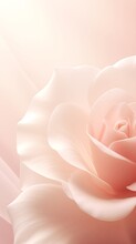 A Beautiful, Soft Pink Rose In Full Bloom Against A Pale Pink Background.