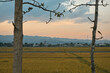Golden fields in Northern Thailand