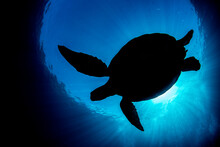 Silhouette Of A Green Turtle (Chelonia Mydas) Against The Surface Of The Sea. Saunderek Jetty, Mansaur Island, Raja Ampat, West Papua. Tropical West Pacific Ocean. 