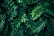 Leafy green plant featuring vibrant foliage with lush green leaves. Fresh and verdant botanical detail