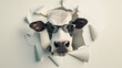 Vaca usando óculos rasgando uma parede de papel 