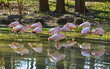  flock of pink flamingos sleeping on a zoo pond