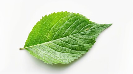 Wall Mural - Printed on white background, this image shows a green leaf