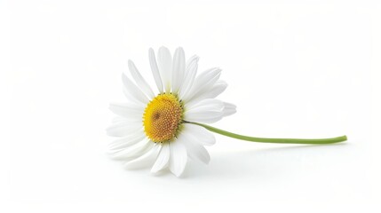 Poster - On a white background, there is an isolated chamomile flower