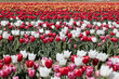 Tulip field with flowers in white, red, pink and yellow colors in spring sunlight