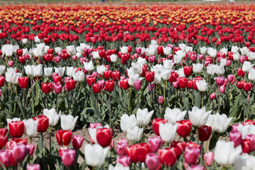 Wall Mural - Tulip field with flowers in white, red, pink and yellow colors in spring sunlight