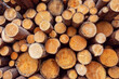 Pile of natural wooden logs