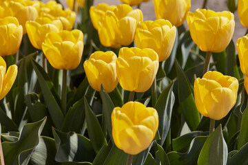 Wall Mural - Tulip Golden Apeldoorn yellow flowers in spring sunlight