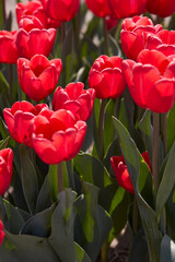 Wall Mural - Tulip Surrender, red flowers in spring sunlight