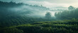 foggy tea plantation in the morning