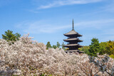 Fototapeta Londyn - Five storied pagoda of Ninnaji temple in Kyoto, Kansai, Japan