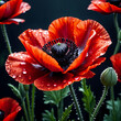 closeup of red poppy with water drops isolated on dark background, decorative flower for remembrance day, surrealistic illustration wallpaper 