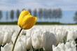 a beautiful yellow tulip closeup in front of a bulb field with white tulips and a blue sky with trees in the background in the dutch countryside in springtime
