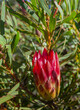 Flower of the endemic protea or Protea repens in the shrub bush in southern Africa.