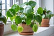 Pilea peperomioides in terracotta pot, lush bush with several potted Chinese money plant on windowsill at home. Decorative houseplant in interior of house. Indoor garden concept
