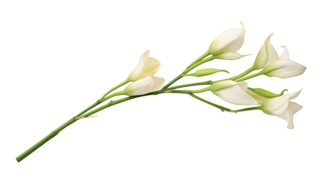 white flowers stalk isolated on transparent background cutout