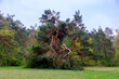Crippled pine tree in the Dürrenast Heath in the city forest of the Fugger city of AugsburgCrippled pine tree in the Dürrenast Heath in the city forest of the Fugger city of Augsburg