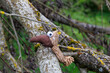 Soft toy bird on a tree trunk in the Dürrenast Heath in the city forest of the Fugger city of Augsburg