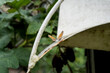 Schmetterling Kleiner Fuchs (Aglais urticae, Syn.: Nymphalis urticae) mit zerrissenen Flügeln im Garten / Konzept: insekten im Garten