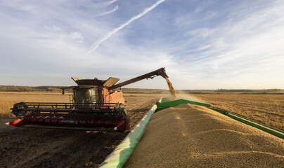 Wall Mural - Combine transferring soybeans after harvest