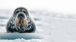 Solitary Weddell seal resting on an ice floe gazing curiously at the camera, generative ai