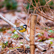 Great tit (Parus Major) on a branch in the snow