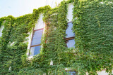 Fototapeta Sawanna - window shutter with ivy on old house wall