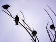 Starlings (Sturnus vulgaris) perched on a branch