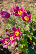 . Pulsatilla blooms in early spring