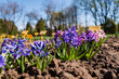 hyacinth in the spring garden