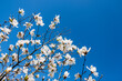 magnolia flowers over blue sky
