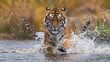 Amur Tiger Mid Splash Dynamic Water Action Captured in Lush Siberian Habitat Wildlife Majesty