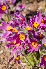 Wall Mural - . Pulsatilla blooms in early spring