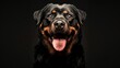 Grinning rottweiler posing majestically with its tongue out, radiating confidence
