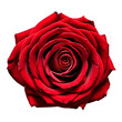 Close up macro photo of red rose transparent isolated